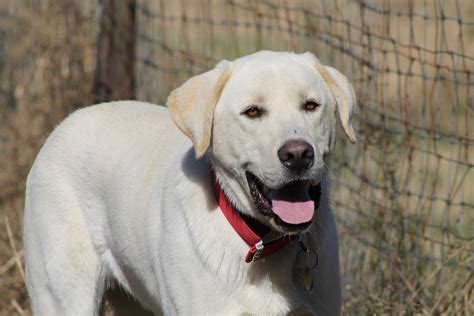 Free Images : white, puppy, animal, cute, canine, buddy, happy ...