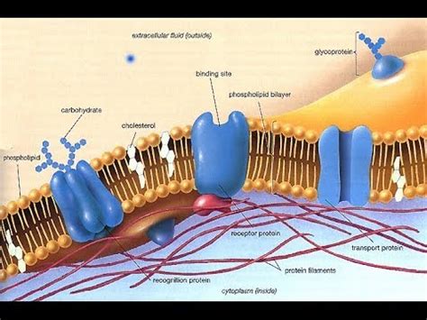 Fluid mosaic model of cell membrane - virtfirst