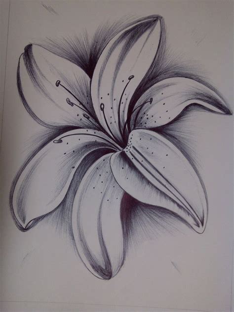 Lily #pencilDrawingsdibujosalapiz | Pencil drawings of flowers, Lilies ...