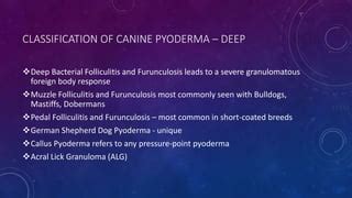 Diagnosis and Treatment of Canine Pyoderma | PPT