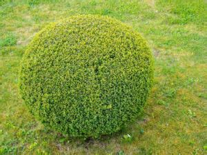 11 Popular Dwarf Boxwood Varieties In The US Must Know