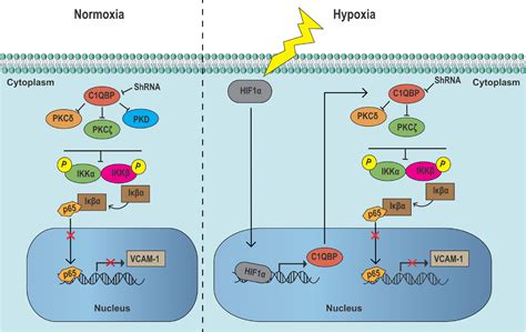 Frontiers | Hypoxia-Mediated Complement 1q Binding Protein Regulates ...