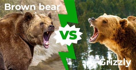 Eurasian Brown Bear Vs Grizzly