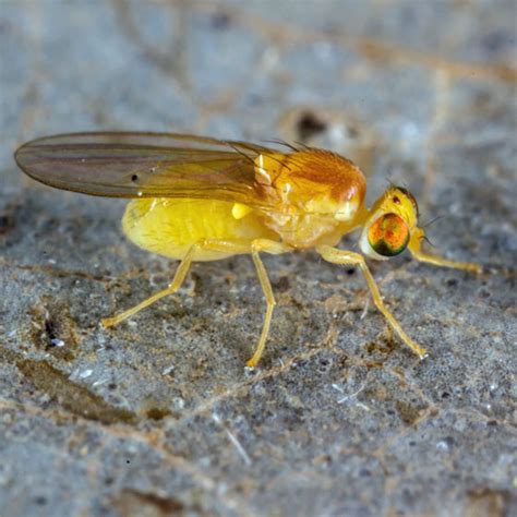 Unknown Fly - Gymnochiromyia - BugGuide.Net