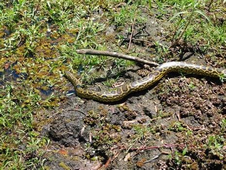 10 Facts About The Yellow Anaconda - Snake Radar