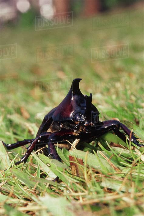 Papua New Guinea, Rhinoceros Beetle (Orcyctes rhinoceros) - Stock Photo ...