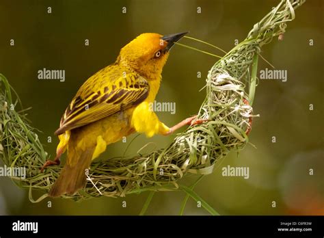 Weaver bird building nest hi-res stock photography and images - Alamy