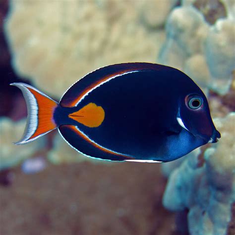 229.99 - Achilles Tangs have a brown to black body with red and white accents. They are peaceful ...