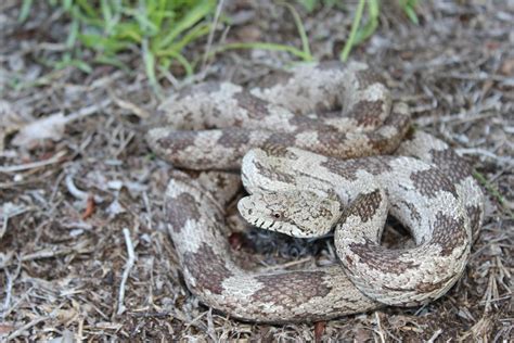 Gray Ratsnake – Florida Snake ID Guide