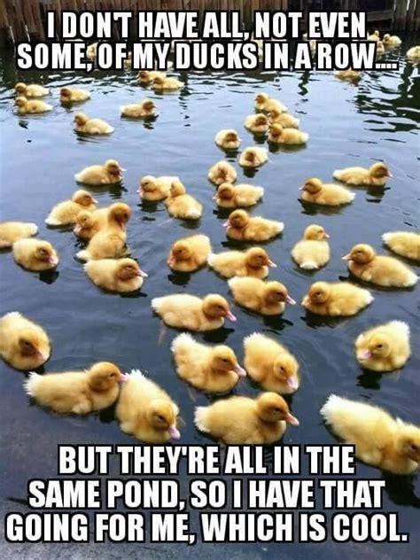 ducks in a row - Funny Duck - Funny Duck meme - #funny #duck #funnyduck ...