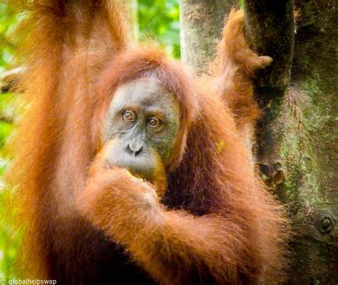 Observing the Orangutans of Sumatra in Gunung Leuser National Park | Gunung leuser national park ...