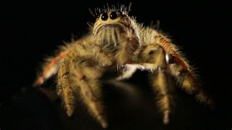 BBC - Earth - Watch the world's biggest jumping spider make a leap