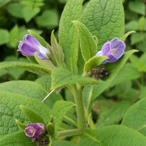 Comfrey, Bocking 14 - Regeneration Farm