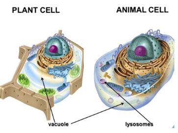 Animal Cell Lysosome And Vacuole