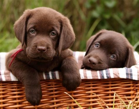 Cute Chocolate Labrador Puppies | dog training