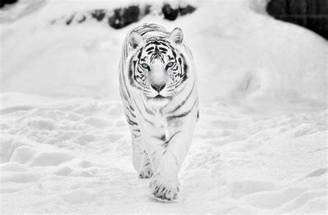 White Tiger Wallpapers Images Photos Pictures Backgrounds