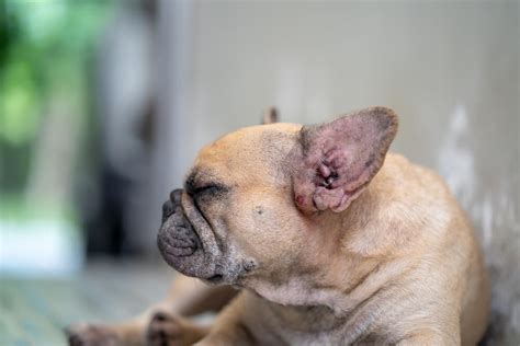 French Bulldog Dermatitis: All You Need To Know - Raised Right - Human-Grade Pet Food