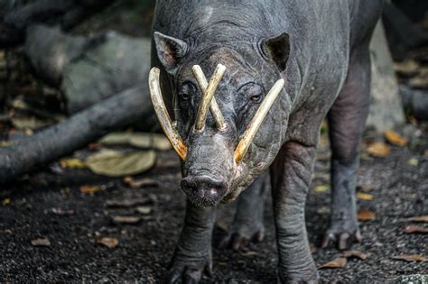 Babirusa Pigs Have Arrived at London Zoo