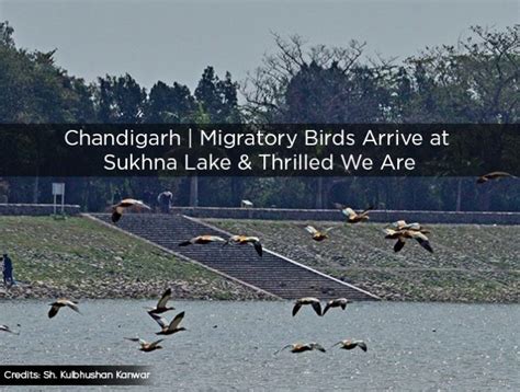 Chandigarh | Migratory Birds Arrive at Sukhna Lake & Thrilled We Are - ChandigarhX