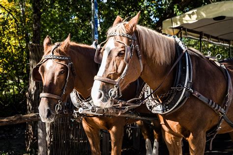 Horse Coach Horse-Drawn Carriage - Free photo on Pixabay - Pixabay