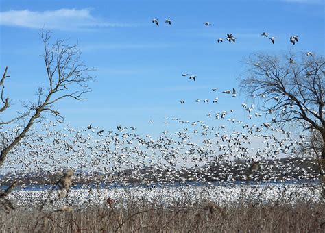 2023 Snow Goose and Waterfowl Migration Photograph by Living Color Photography Lorraine Lynch ...