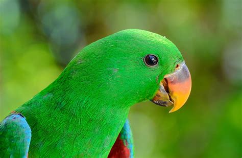 Green parrot bird, green bird, parrot, beak, bird, HD wallpaper ...