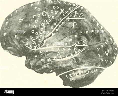 Homo Rhodesiensis Stock Photos & Homo Rhodesiensis Stock Images - Alamy