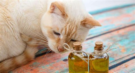 A full Guide About The Essential Oils Which Are Toxic To Cats - Our Dog Breeds