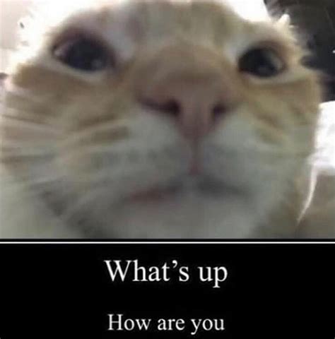 How's it hangin'? | /r/wholesomememes | Wholesome Memes | Know Your Meme