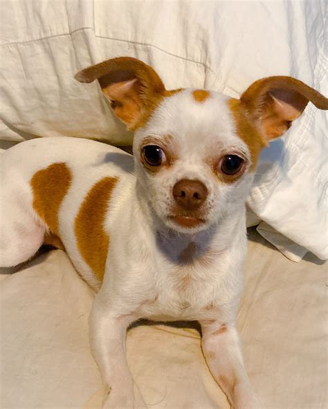 Apple Head Chihuahua Boston Terrier Mix - Pets Lovers