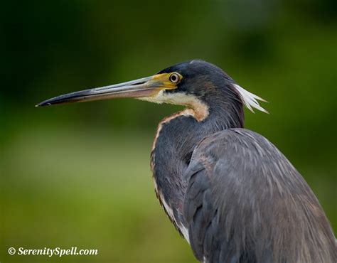 Tricolored Herons | Serenity Spell