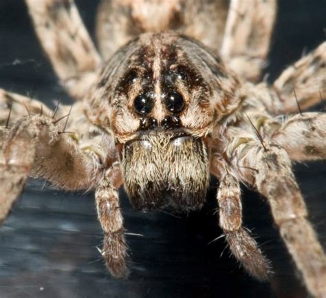 Eight strange but true spider facts | Smithsonian Institution