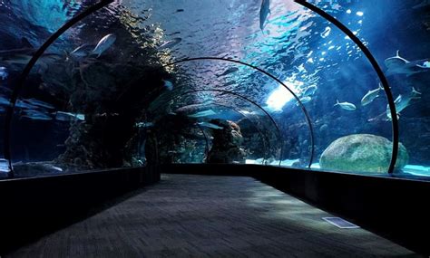 Aquarium live cams have seen a staggering rise in traffic since lockdown