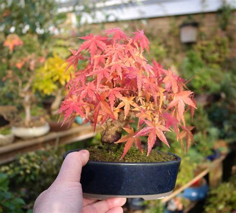 Acer palmatum in its bright autumn/fall colours : Bonsai