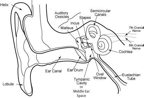 Ear Anatomy Schematics McGovern Medical School - diagram