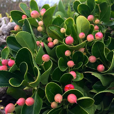 Seaside Evergreen: Euonymus Japonicus