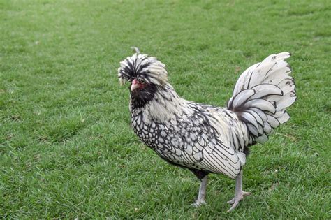 Silver Laced Polish | Chickens For Backyards