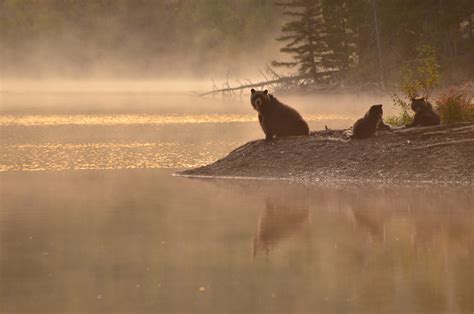 A St’át’imc approach to grizzly bear conservation: an interview with Jolene Patrick — Coast to ...