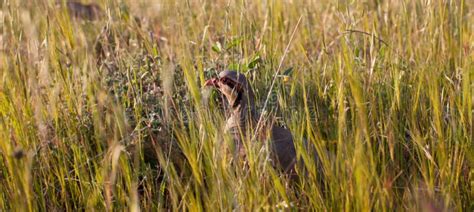 Chukar Partridge Peeking through Grass Stock Image - Image of chukar, field: 68992471