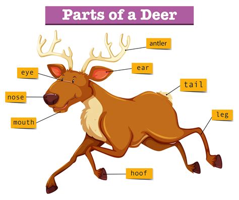 Diagram showing parts of deer 447872 Vector Art at Vecteezy