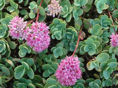 Hylotelephium ewersii (Pink Mongolian Stonecrop) | World of Succulents