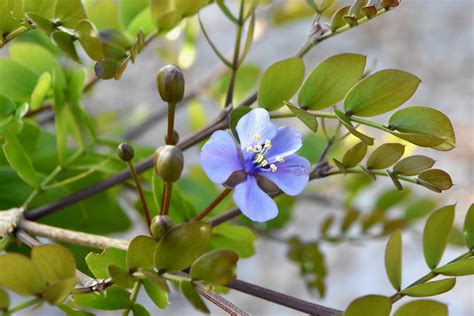 Jamaica National Flower Lignum Vitae | Best Flower Site