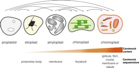 Carotenoid Metabolism in Plants: The Role of Plastids: Molecular Plant