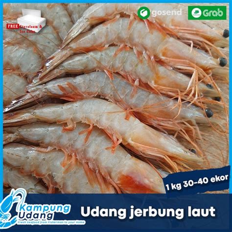 Jual Udang Jerbung laut-banana / udang paci 500 gr isi 15-30 ekor - Jakarta Utara - Kampung ...