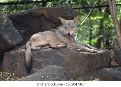 Cute Forest Animals Indian Fox: Over 177 Royalty-Free Licensable Stock Photos | Shutterstock