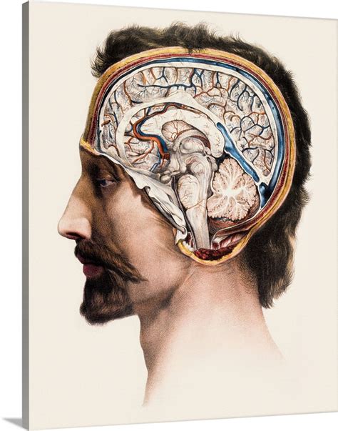 Brain anatomy Wall Art, Canvas Prints, Framed Prints, Wall Peels ...