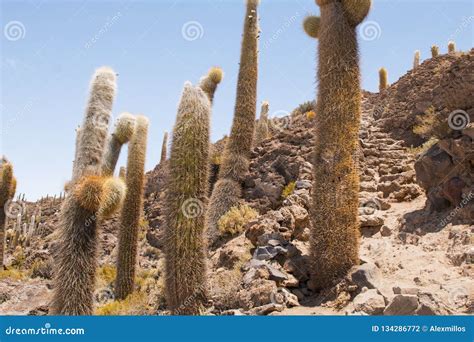 Big Cactus on Incahuasi Island, Salt Flat Salar De Uyuni, Altiplano ...