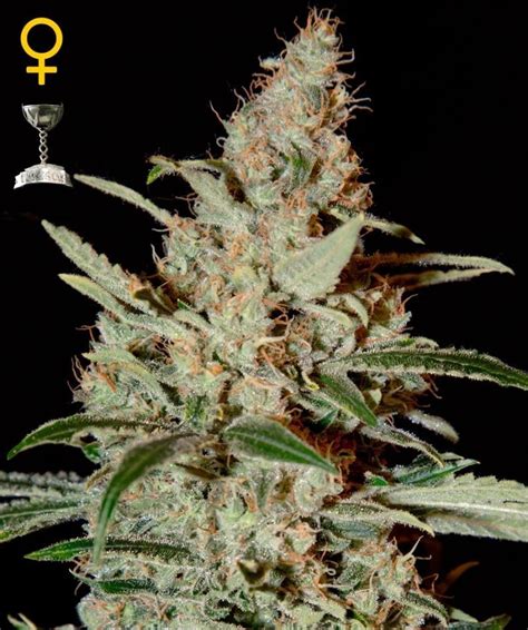 Chemdog - Strain Information - CannaConnection