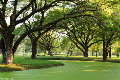 Maui Plant of the Month: Monkeypod Trees of Hawaii