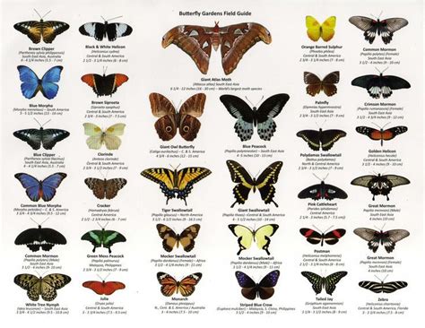 identifying butterfly wing shapes - Google Search | Butterfly wings pattern, Butterfly wings ...